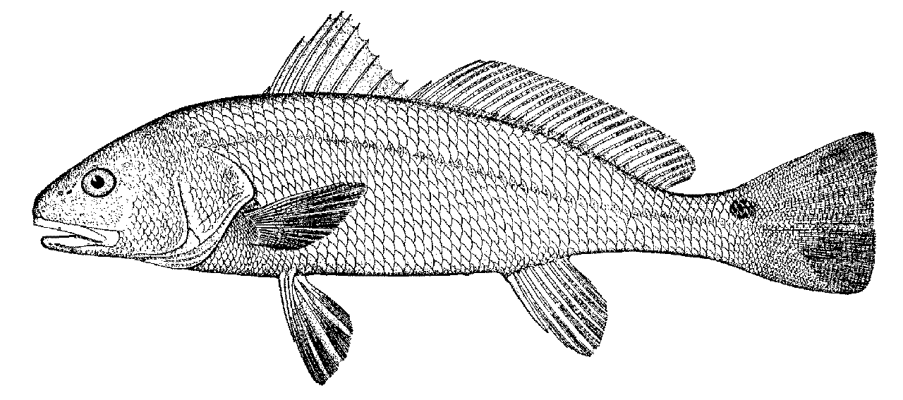 Large Fishes