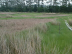 Phillips Creek Marsh