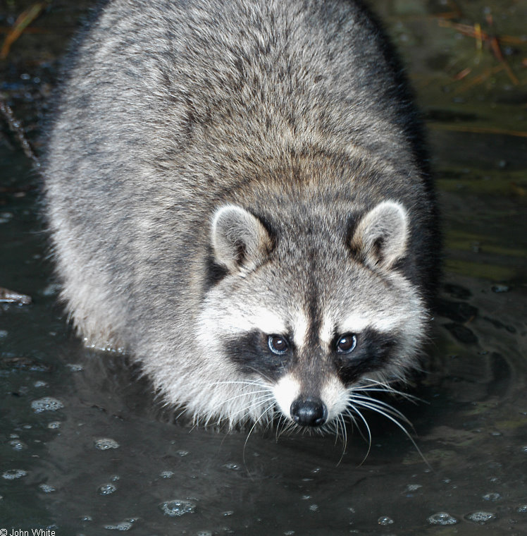 Raccoon