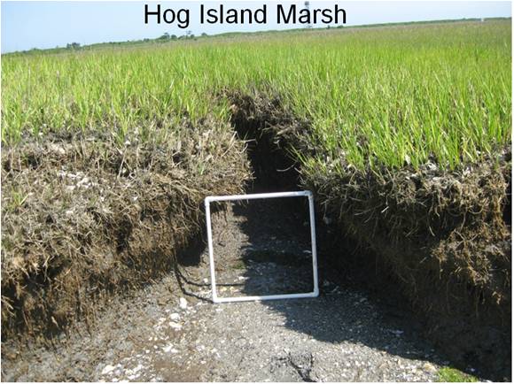 Hog Island Marsh