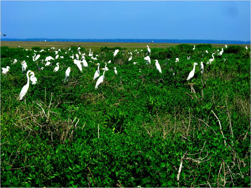 Great egrets, snowy egrets, and tricolored herons
