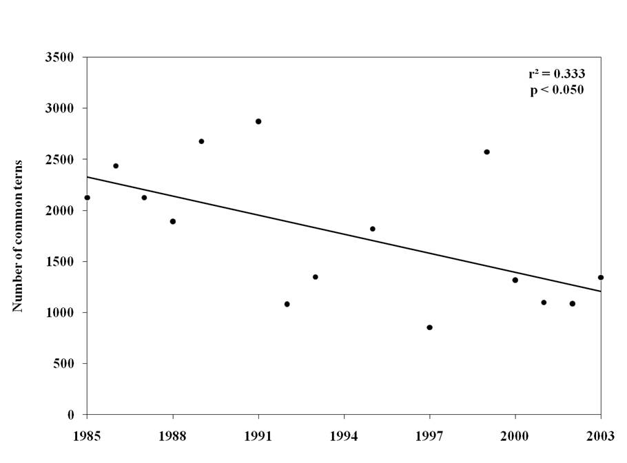 Declining numbers of common terns along the mid-Atlantic coast