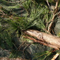IMGP0686