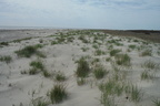 Hog Island