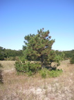 Hog pine