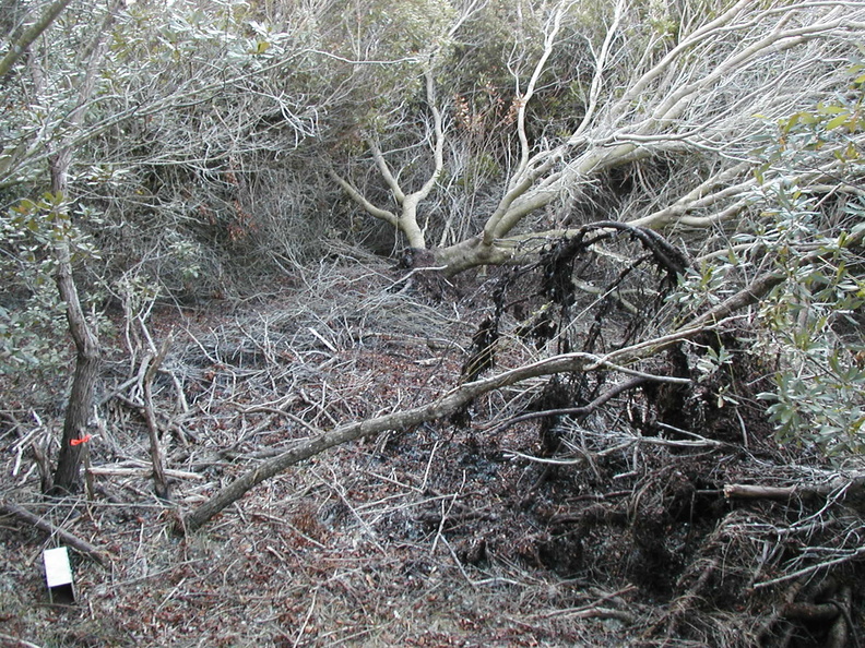HogT4 Shrub - HogT4_Shrub.jpg HogT4_Shrub.jpg