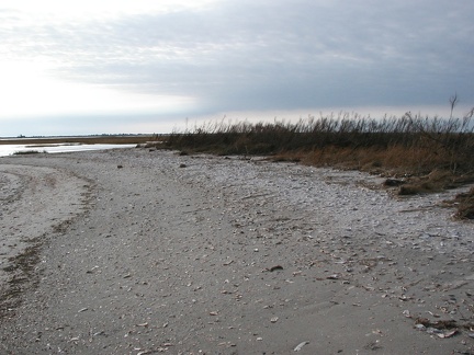 ChimPole 03 10 01