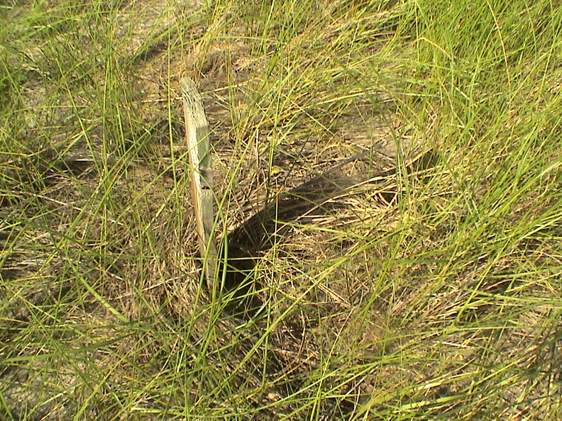 DSC03741.jpg