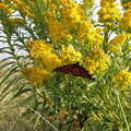 IMGP0022
