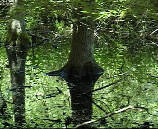 water tree