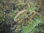 DSCF4394