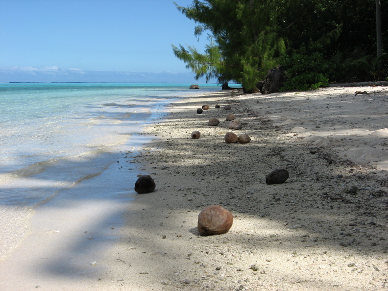 CoconutTrail - CoconutTrail.jpg CoconutTrail.jpg