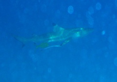 P7110118 2