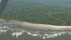 Myrtle20110831