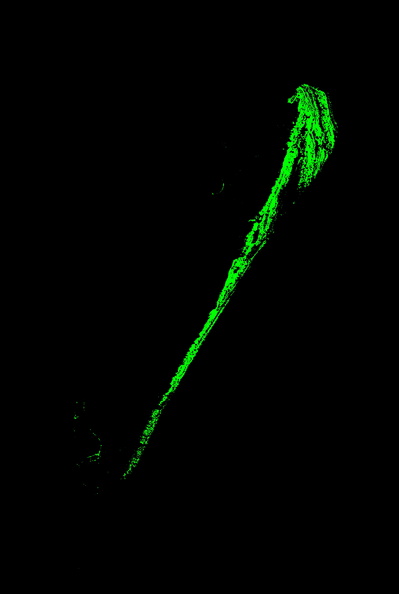 woody_model_hogisl_phills071805_ndvi_rededge_sdev5_0.jpg