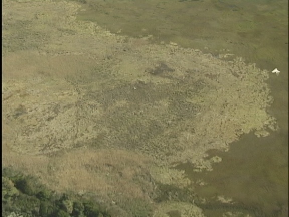 Metomkin mainland marsh3