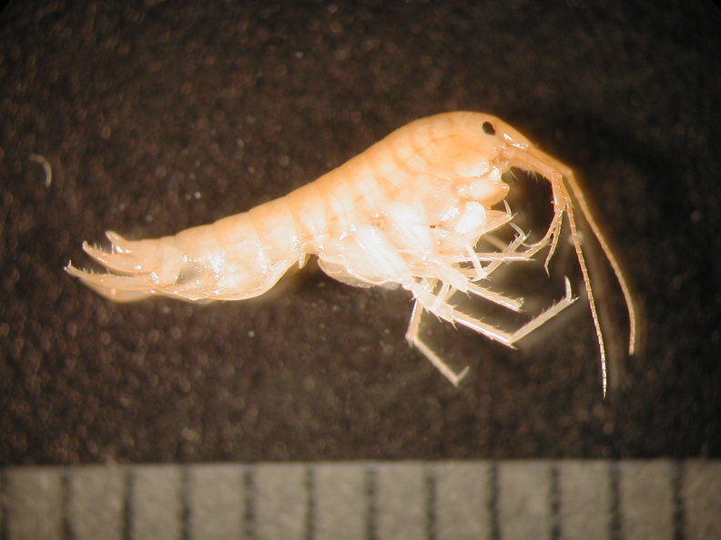 Crangonyx_sp.jpg