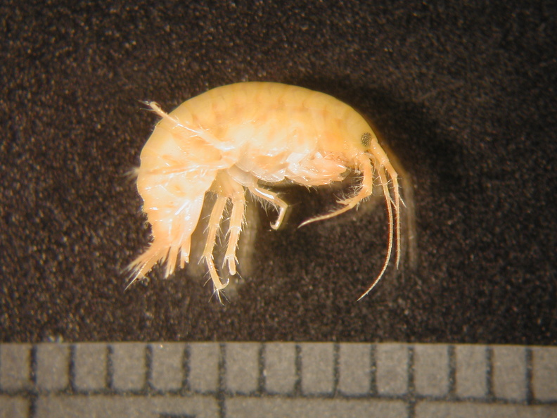 Gammarus sp 1