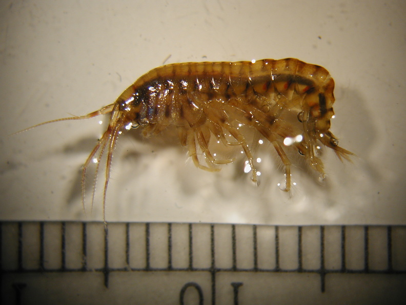 Gammarus_sp_2.jpg