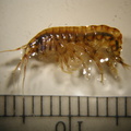 Gammarus sp 2