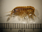 Gammarus sp 2