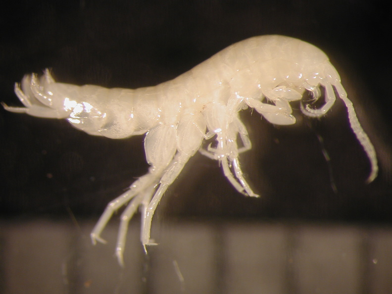 Stygonectes sp - Stygonectes_sp.jpg Stygonectes_sp.jpg