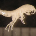 Stygonectes_sp.jpg