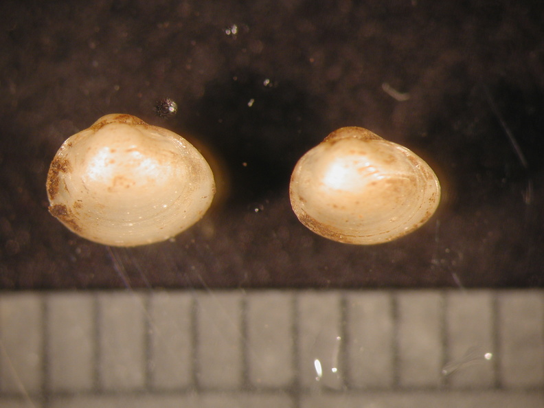 Pisidium_sp.jpg