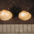 Pisidium_sp.jpg