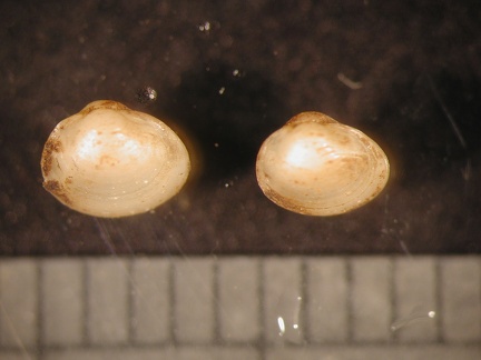 Pisidium sp