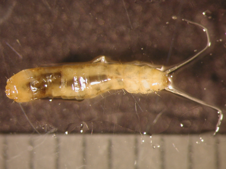 Cyphon sp - Cyphon_sp.jpg Cyphon_sp.jpg