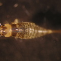 Deronectes_sp_1.jpg