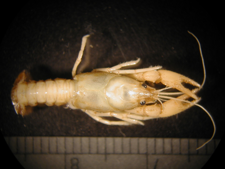 Cambarus_sp.jpg