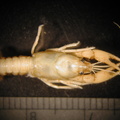 Cambarus_sp.jpg