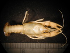 Cambarus sp