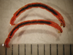 Chironomidae 1