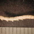 Dicranota_sp.jpg