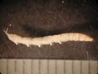 Dicranota sp