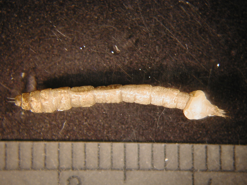 Hexatoma_sp.jpg