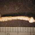 Hexatoma_sp.jpg