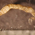 Pseudolimnophila sp