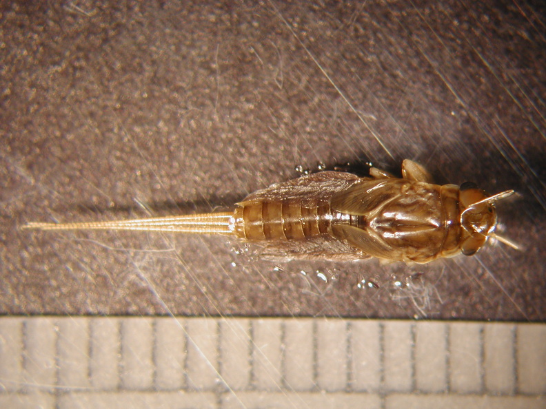 Leptophlebia_sp.jpg