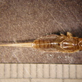 Leptophlebia sp