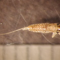 Paraleptophlebia_sp.jpg