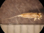 Paraleptophlebia sp