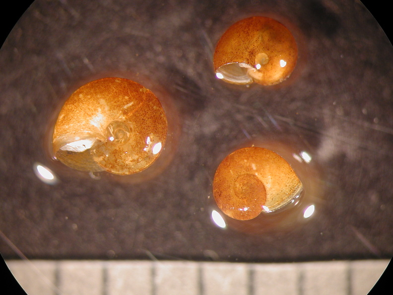 Promenetus sp - Promenetus_sp.jpg Promenetus_sp.jpg