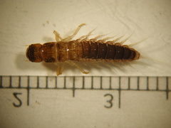 Sialis sp