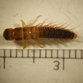 Sialis sp