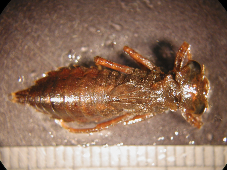 Boyeria_sp.jpg