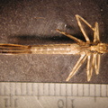 Calopteryx sp